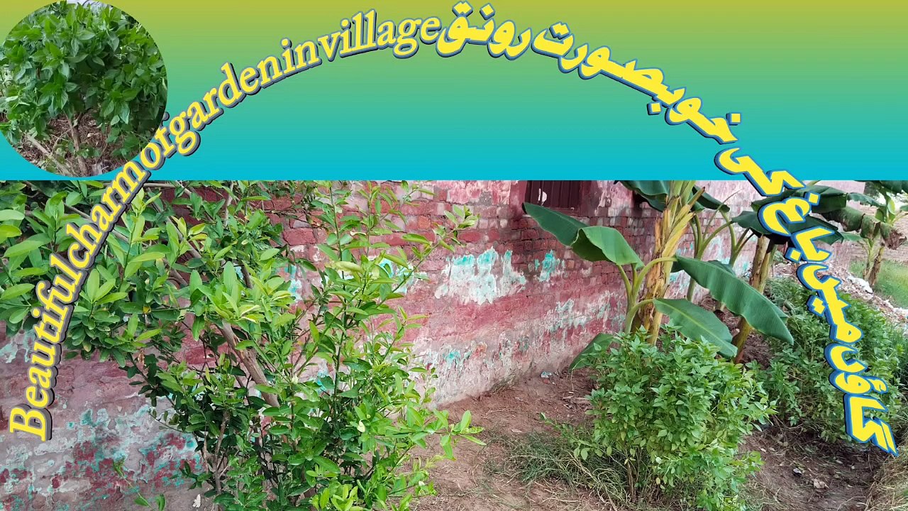 Garden cleanliness|| Gardening||Grow of village gardening @village charms