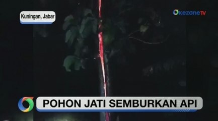Fenomena Aneh di Kuningan, Pohon Jati di Terbakar