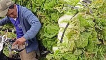 sayur