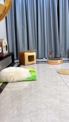 "Life is a game for these energetic felines!"