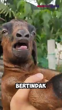 Hanya Diupah Rp100 Ribu, Perempuan Kulon Progo Setia Temani Kekasihnya Curi Kambing di 9 Lokasi