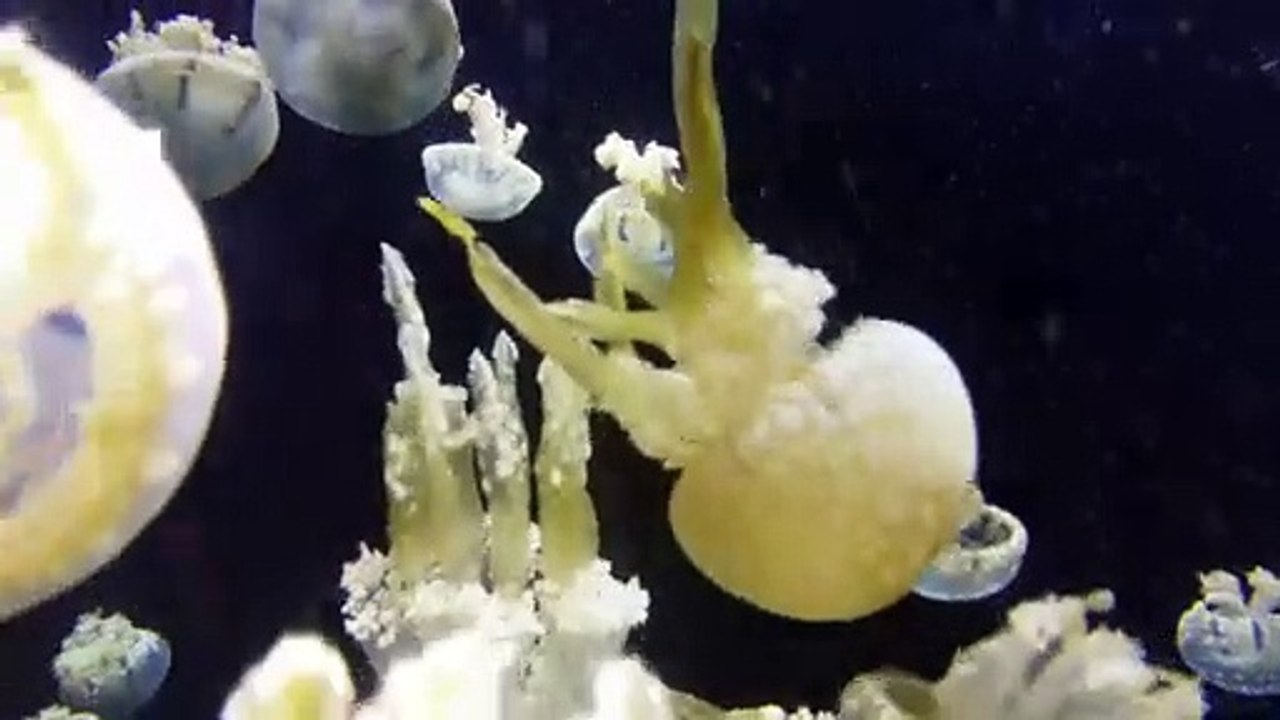 Sea Creatures #4
