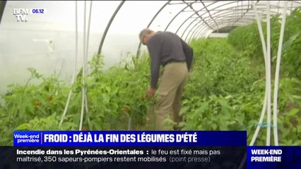 Froid: déjà la fin des légumes d'été, en raison de la météo
