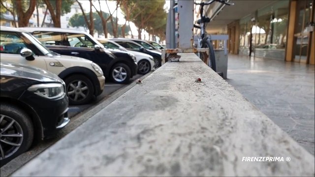 The terrible twins ladybirds runners - Coccinelle. Florence, March 2021