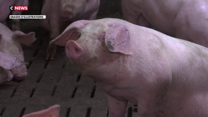 Peste porcine africaine : Des syndicats appellent à tuer les sangliers