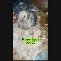 Raising Baby Pigeons: A Day by Day Guide,Like, Share, Follow #pigeon #birds #zahidanimallover