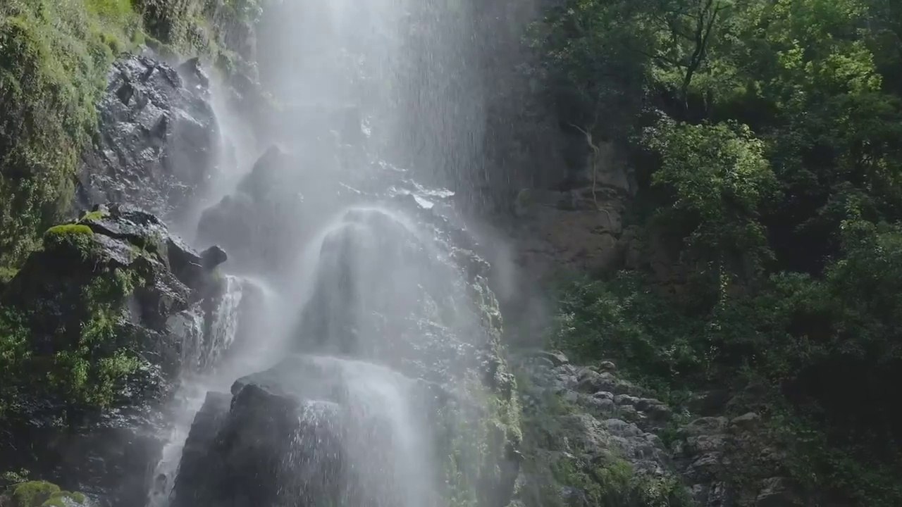 Water forest nature