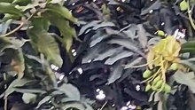 buah mangga harum manis