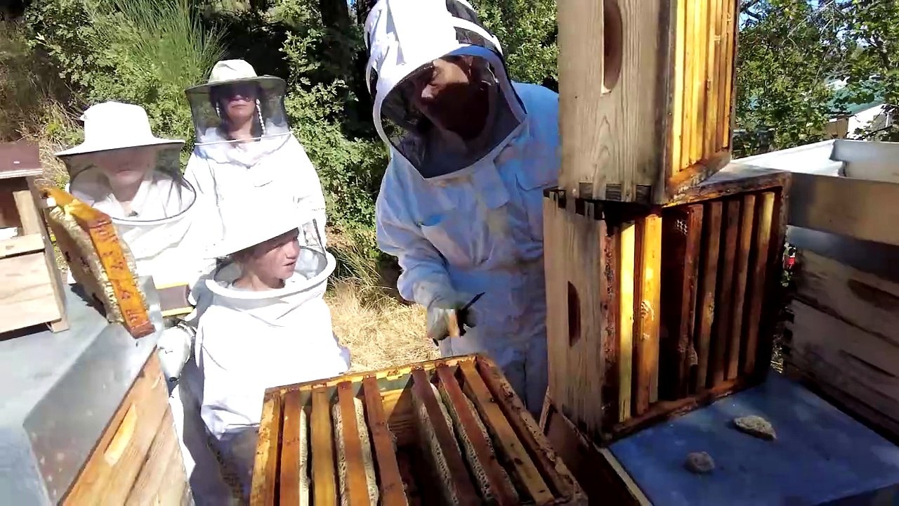 2024 Abéricos, Beekeeping for a day * Trigone Production