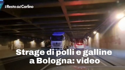 Strage di polli e galline a Bologna: video