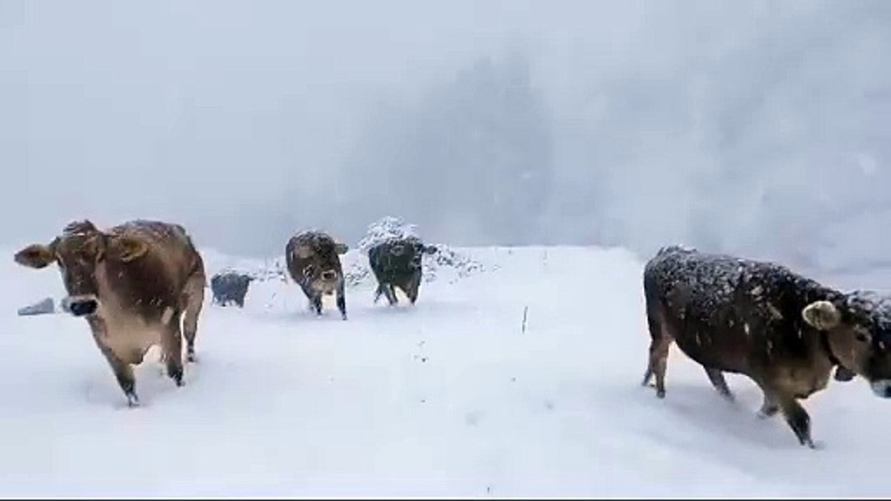 Alpabtrieb von der Alpe Bürstegg