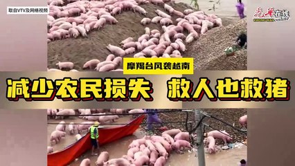 救人也救猪！  越南人民公安 冒险涉水救猪