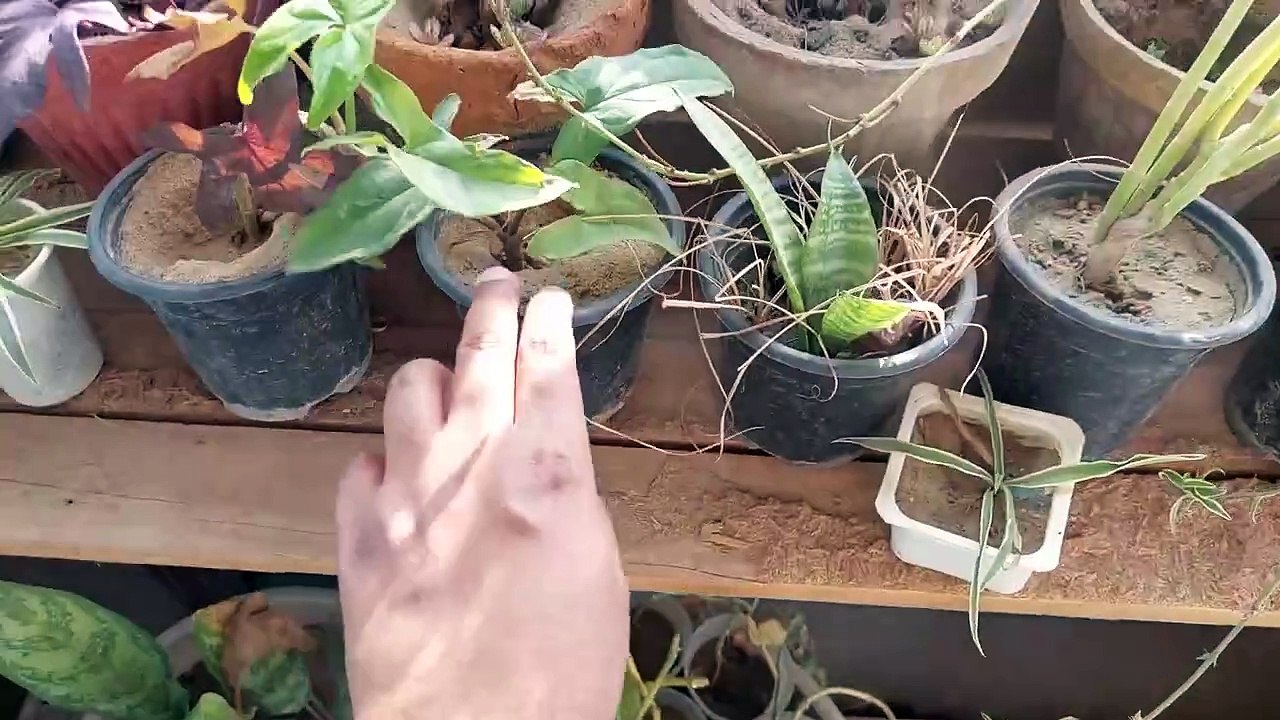 Rooftop Garden Tour and Cleaning l रूफटॉप गार्डन टूर और सफाई l roophatop gaardan toor aur saphaee