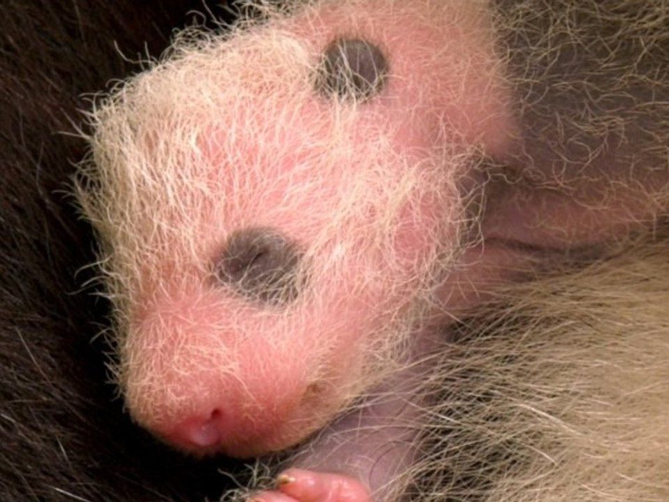 Neues Video: Berliner Panda-Babys bekommen typische Fellzeichnung