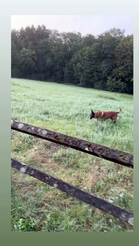 Anthony Delon avec Loubo, le chien de son père Alain Delon, à Douchy, le 14 septembre 2024.