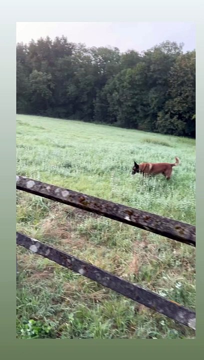 Anthony Delon avec Loubo, le chien de son père Alain Delon, à Douchy, le 14 septembre 2024.
