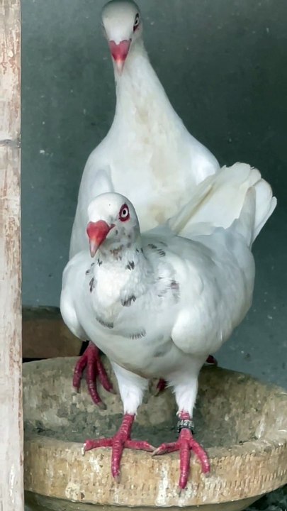 #trending #usa #viral #shortvideo #baby #pet #animals #birds #pigeon #pigeonlove #danish #magpies