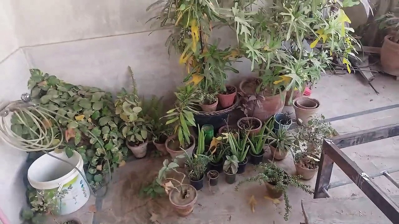 Rooftop Garden Renovation Part 05