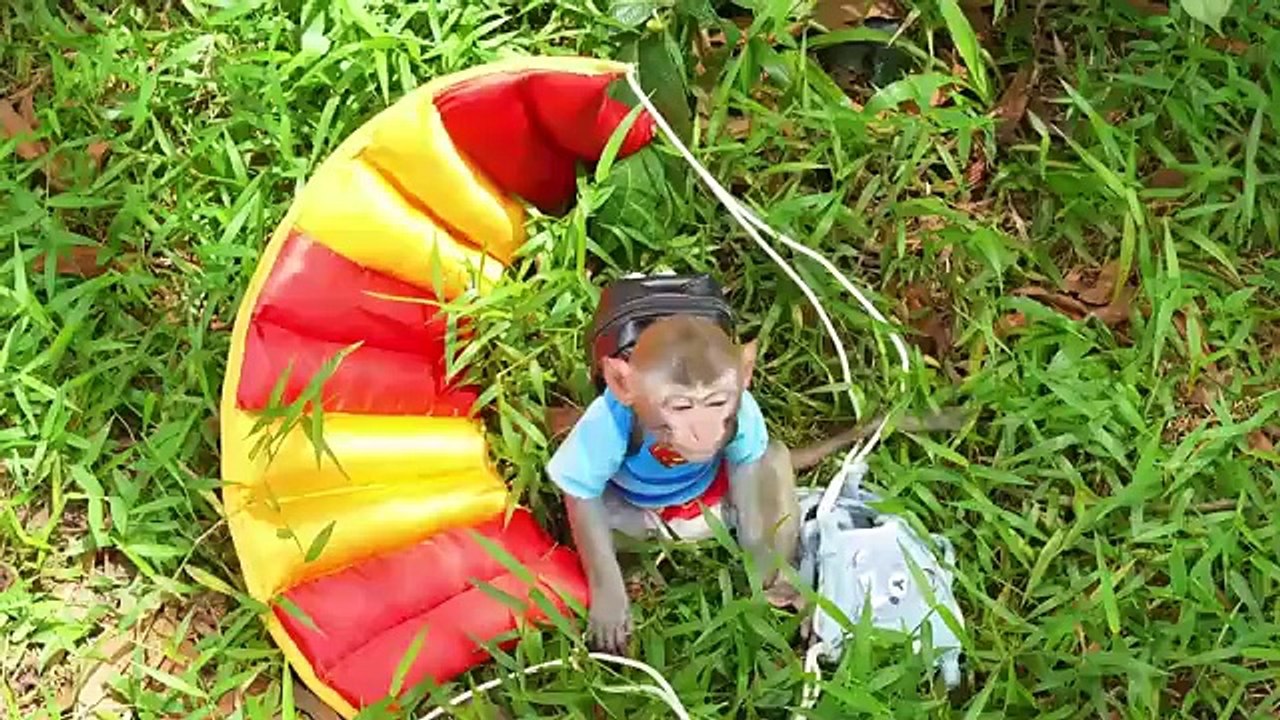 Monkey Baby Bon Bon goes shark fishing and eats milk bottle jelly with ducklings in the garden