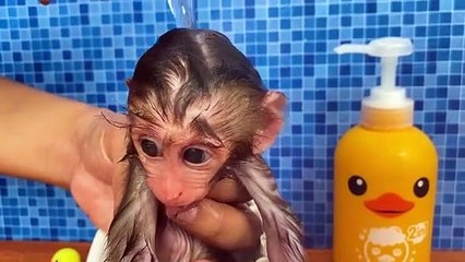 Baby monkey Bon Bon bath in the bathtub and playing with the puppy So cute