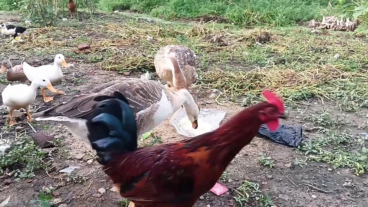 Duck Enjoying a Meal of Rice video Dailymotion