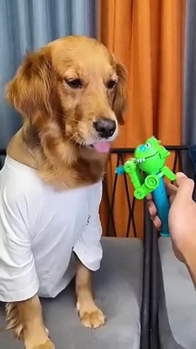 Dog: Just because I'm good-natured doesn't mean I won't bite! funny dog videos