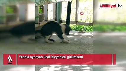 Kedi bu kez fareyle değil yılanla oynadı