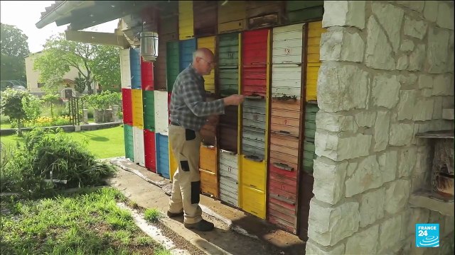 Interdiction des néonicotinoïdes : en Slovénie, les abeilles sont reines