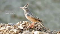 Crested Lark Call – Experience the Wild Beauty!