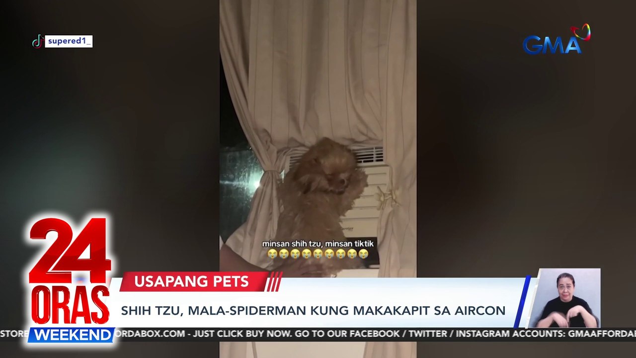 Usapang Pets - Labrador tumatakbo pag nakakarinig ng "hello po" | Shih tzu mala-spiderman kung makakapit sa aircon | Golden retriever mahilig tangayin ang pantali sa buhok ng amo | 24 Oras Weekend