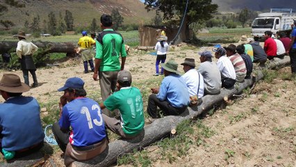 BOLIVIA - 2014 Conda, Cochabamba, el árbol