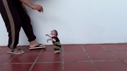 My baby monkey minea walking on two legs like mom