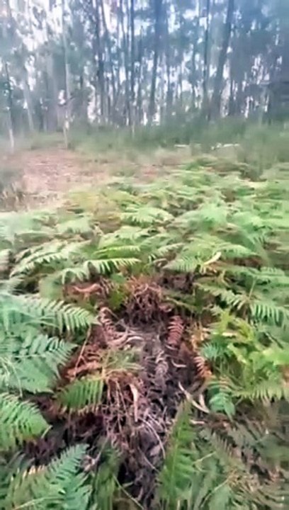 "Nojento". Dois gatos bebés abandonados dentro de saco em mata do Porto