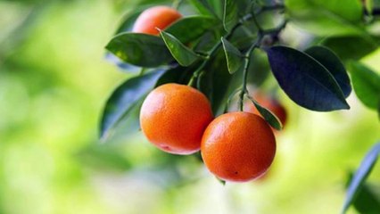 FRUITS NAME for Toddlers | First Words for Babies | Learning Videos for Kids