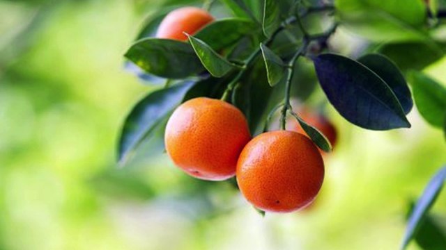 FRUITS NAME for Toddlers | First Words for Babies | Learning Videos for Kids