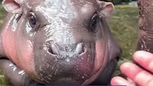 Moo Deng is the latest viral sensation achieving celebrity status in Thailand. The baby hippo has b