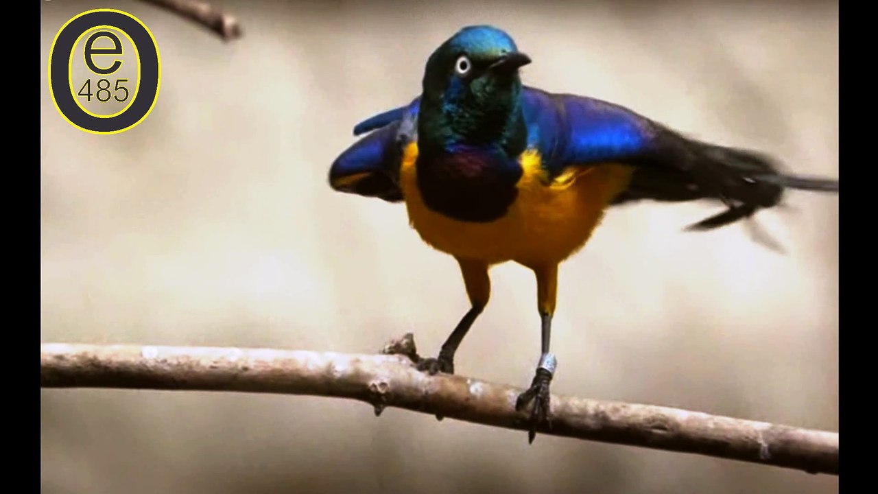 Birds 001