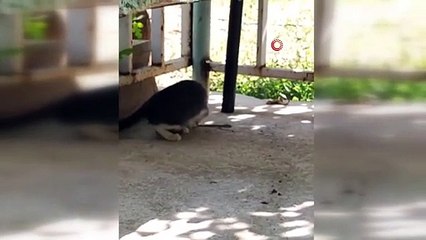 Kedi bu kez fareyle değil yılanla oynadı