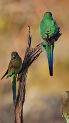 Short meditation music and relaxing music sounds Calm Music