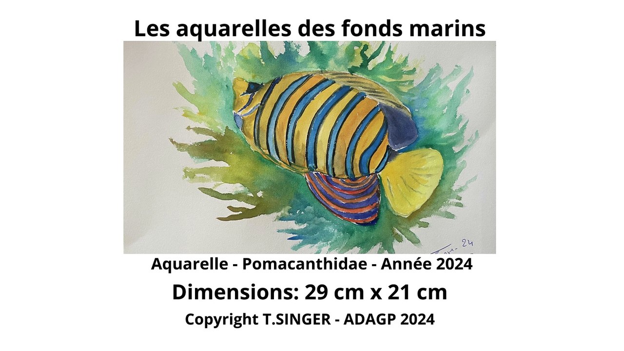 Aquarelles fonds marins - DAILYMOTION