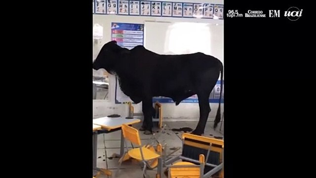 Boi invade sala de aula em escola municipal no interior de Minas