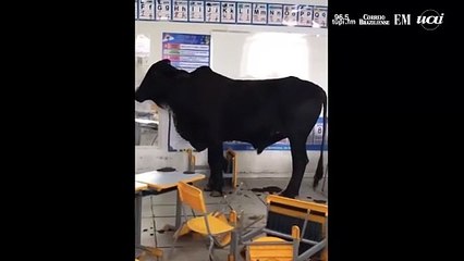 Boi invade sala de aula em escola municipal no interior de Minas