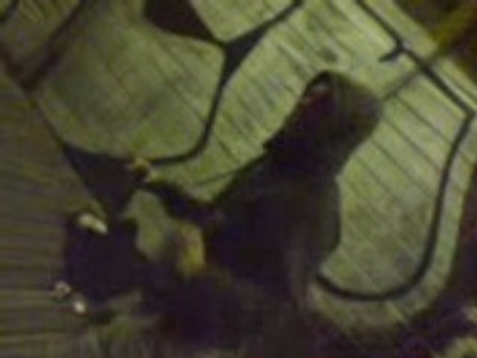 Charles le danceur PRO !