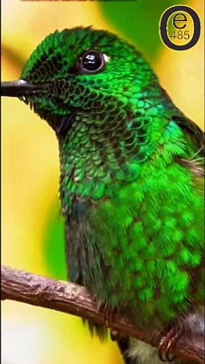 Birds 008
