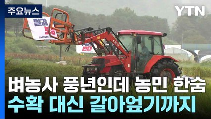 벼농사 풍년인데 농민 한숨...수확 대신 갈아엎기까지 / YTN