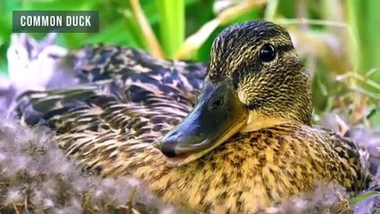 ANIMAL PLANET 8K ULTRA HD -