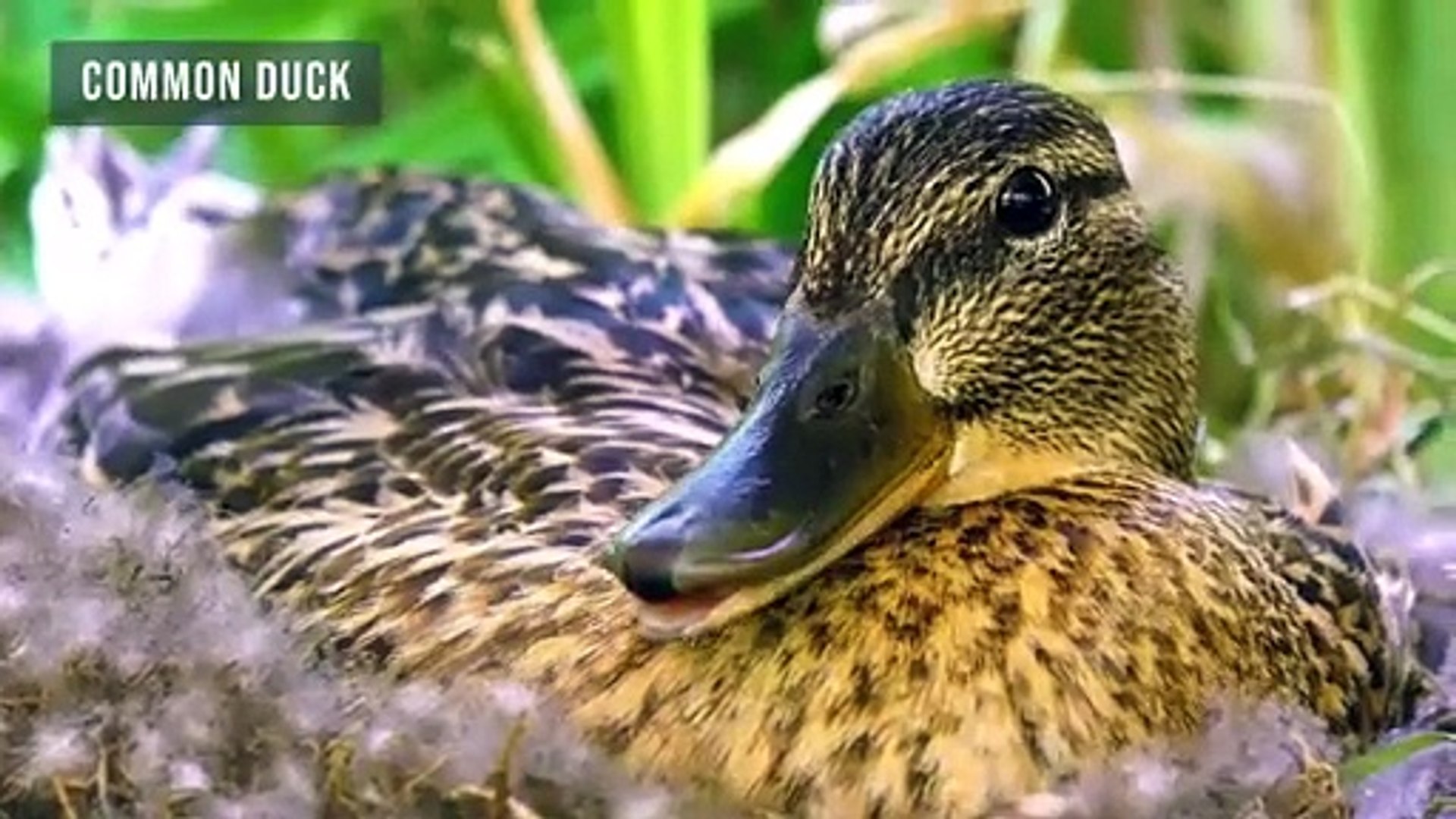ANIMAL PLANET 8K ULTRA HD -