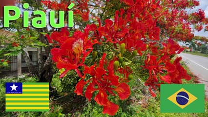 (342) Leben in Piauí | AUSWANDERN nach BRASILIEN | BUNDESSTAATENSERIE