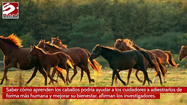 Los caballos son más listos de lo que muchos creen
