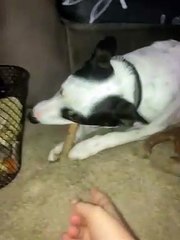 Dog74805418883__3568EC08-41CE-443B-BE2F-854DDB935BED